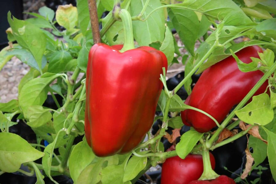 Large Ship Of The Desert – jättelik chili från New Mexico med frukter upp till 35 cm | TummelstaChili