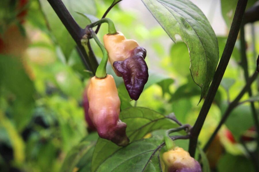 Pink Tiger chilifrön – vacker prydnadschili med cremevita frukter och violetta strimmor | TummelstaChili