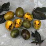 Odla Rocoto Green Olive