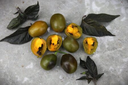 Rocoto Green Olive