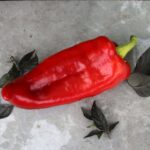 Odla Corno di Toro Rosso