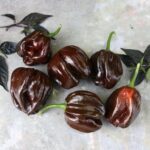 Odla Habanero Black