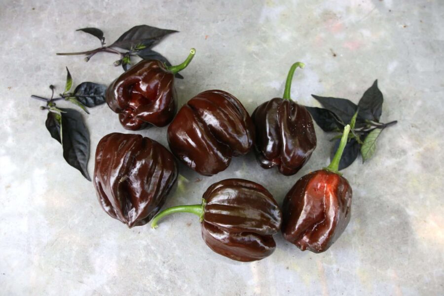 Habanero Black med unik chokladbrun till svart färg - sällsynt habanero-variant | TummelstaChili