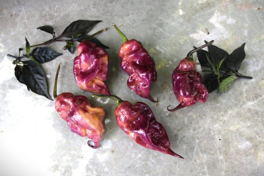 Ganzo Peach chilifrön – italiensk superhybrid med persikofärgade rynkade frukter | TummelstaChili