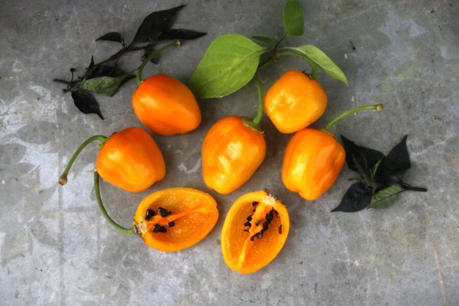 Rocoto de Seda – andisk chili med tjockt gult fruktkött och svarta frön | TummelstaChili