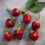 Odla Large Red Cherry