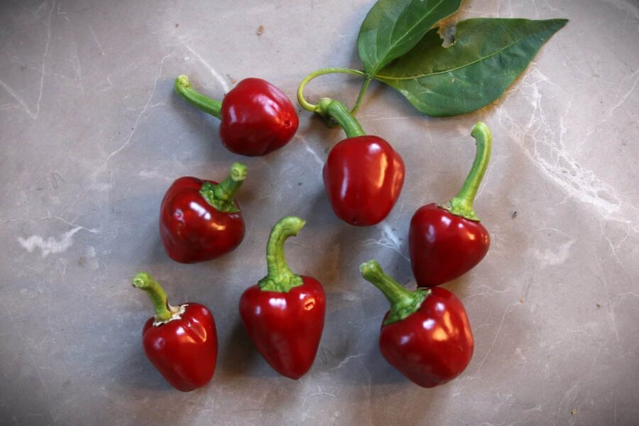 Large Red Cherry chilifrön – runda röda körsbärsformade frukter | TummelstaChili