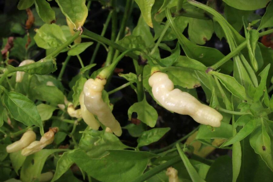 Aji Gusanito chilifrön – boliviansk minichili med krämvita frukter | TummelstaChili