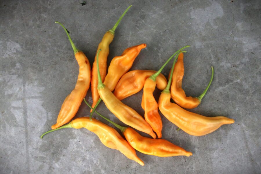 Aji Peach chili – persikofärgade frukter från Anderna | Svenskodlade frön TummelstaChili