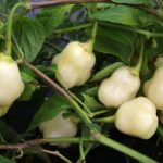 Odla Sugar Rush Cream