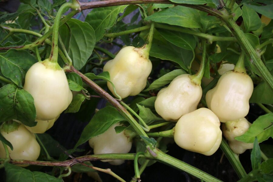 Sugar Rush Cream chilifrön – krämvita frukter med söt smak | TummelstaChili