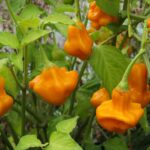 Odla Aji Fantasy Orange