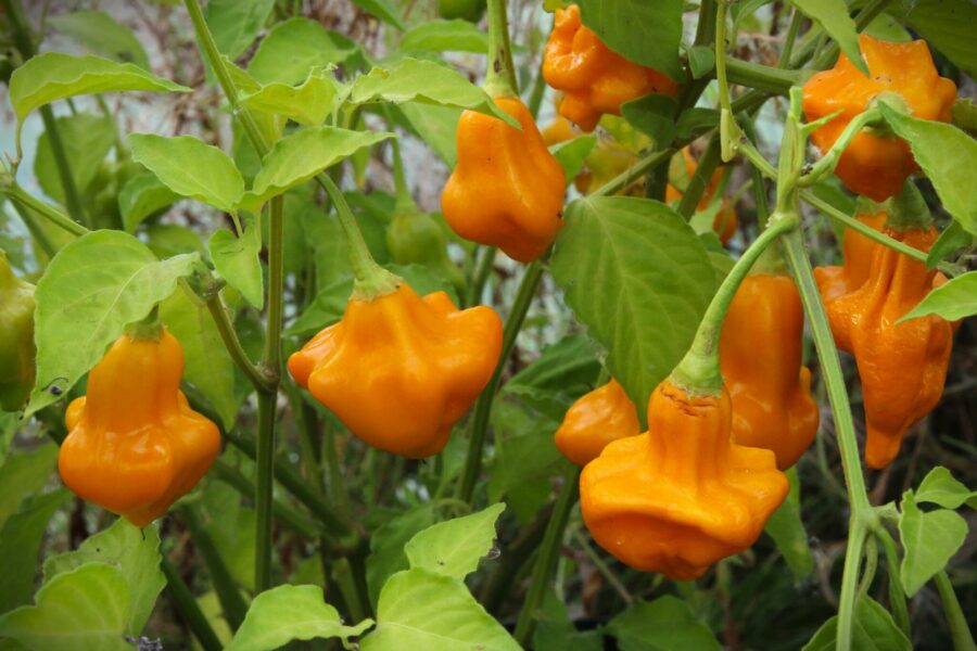 Aji Fantasy Orange chili – intensivt orange frukter med unik form | Svenskodlade frön
