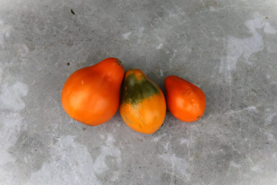 Aladdin's Lamp tomat med vacker persimonfärg och päronform – rysk arvsort | TummelstaChili