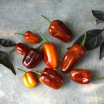 Odla Pimenta Puma Gold