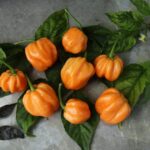 Odla Scotch Bonnet Peach