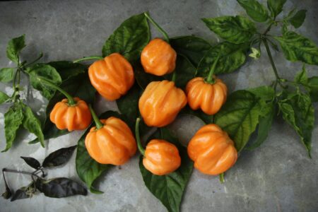 Scotch Bonnet Peach