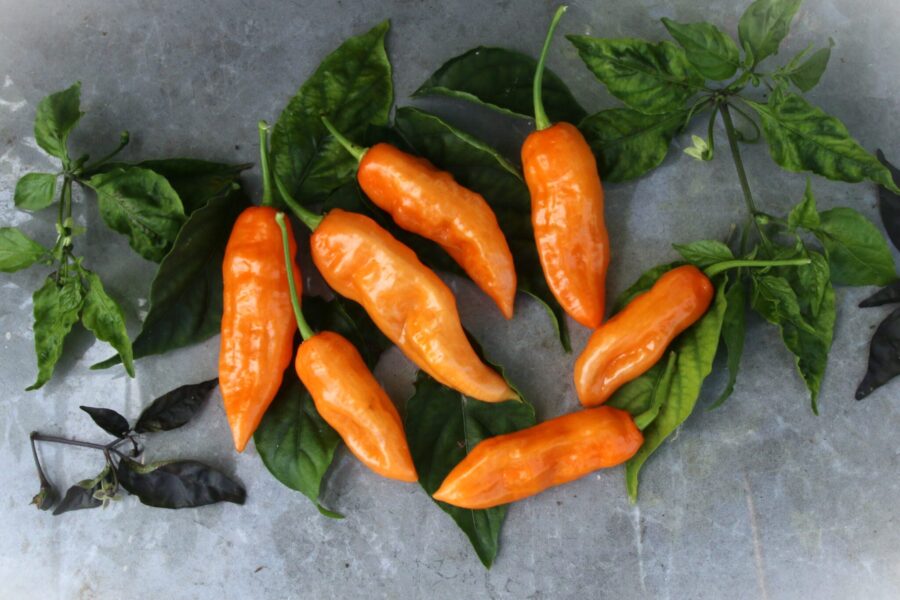 Habanada frön – orange habanero utan hetta med fruktig smak | TummelstaChili