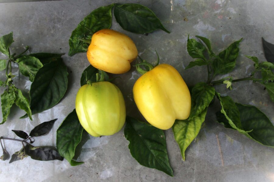 Yellow Cavern gul stufftomat med ihålig struktur – perfekt för fyllning | TummelstaChili