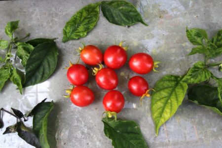 Klostertomate aus Vallerone