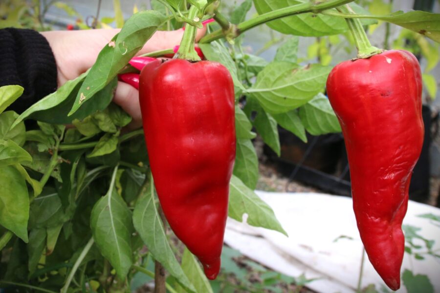 Tekne Dolmasi frön – stor turkisk fyllningspaprika med tjockt kött | TummelstaChili