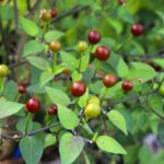 Odla Cappuccino Chiltepin