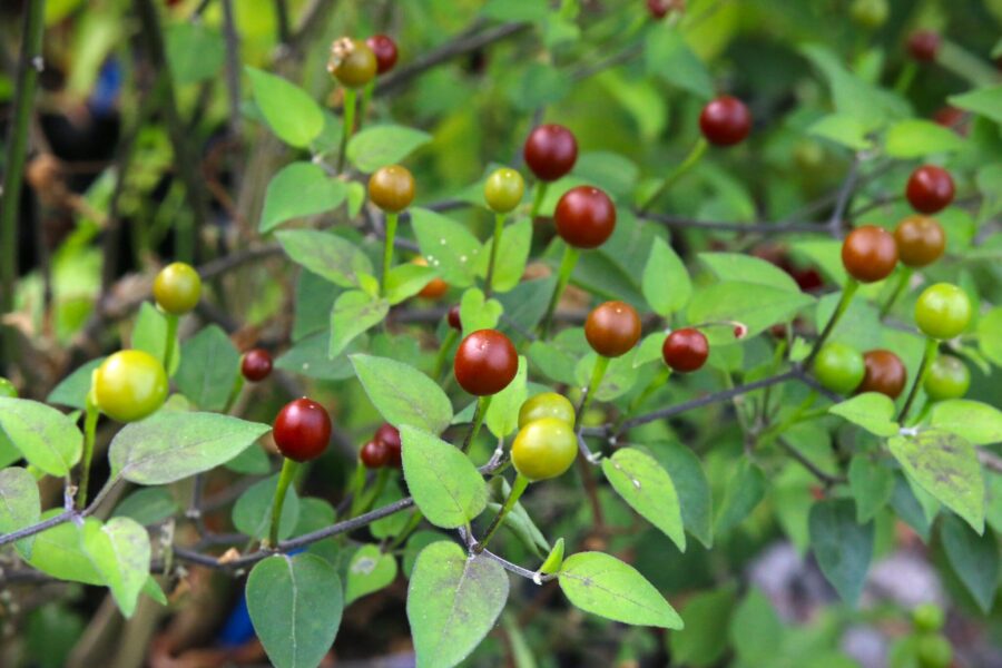 Cappuccino Chiltepin – sällsynt kaffefärgad vildchili från Sonoran Desert | TummelstaChili