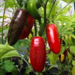 Odla Jalapeño Craig's Grande