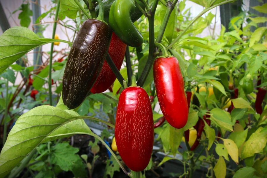 Jalapeño Craig's Grande – extra stora gröna jalapeño-frukter perfekta för stoppning | TummelstaChili