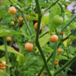 Odla Pérola Laranja