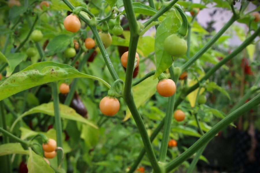 Pérola Laranja chilifrön – brasiliansk prydnadschili med små orange pärlor | TummelstaChili