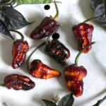 Odla Puma BBG Orange Black