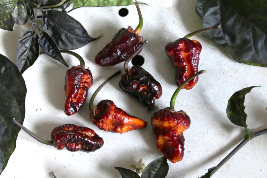 Puma BBG Orange Black chili med spektakulär färgväxling från svart till orange | TummelstaChili