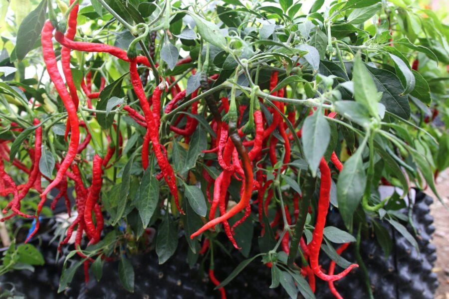 Kopay Cubai chilifrön – indonesisk afidresistent sort med små röda frukter | TummelstaChili