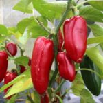 Odla Jalapeno Señorita