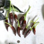 Odla Starrscream Chocolate