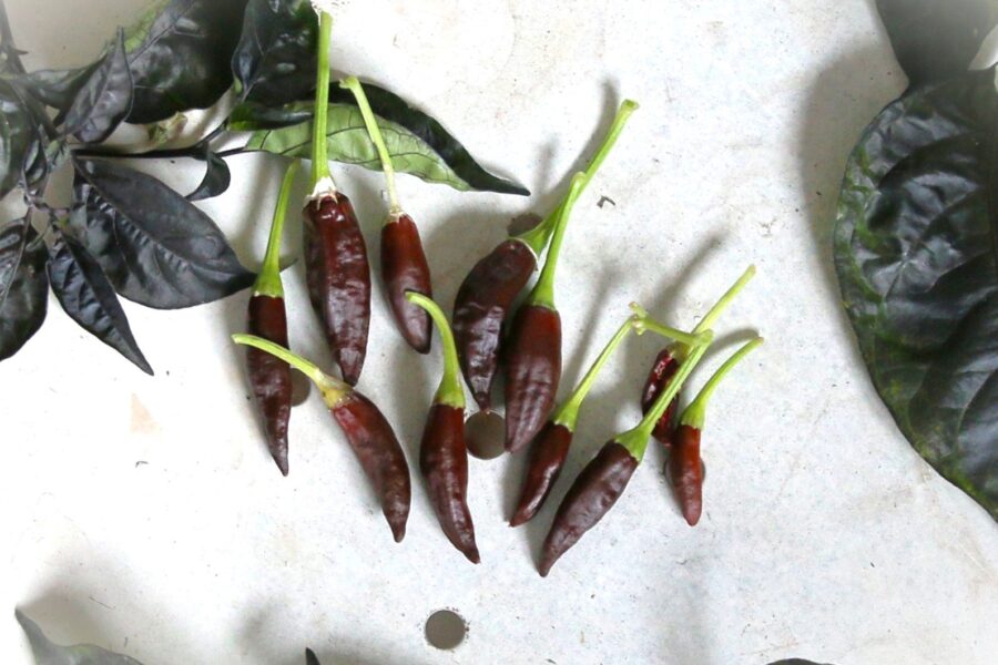 Starrscream Chocolate chilifrön – unik chokladbrun färg och hög avkastning | TummelstaChili