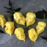 Odla Faddas Moruga White