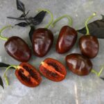Odla Rocoto Brown