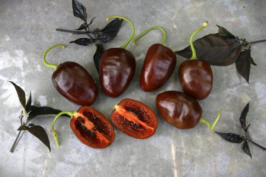 Rocoto Brown med unika bruna frukter och svarta frön – andisk perenn chili | TummelstaChili