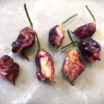 Odla Jay's Pink Purple Ghost Scorpion