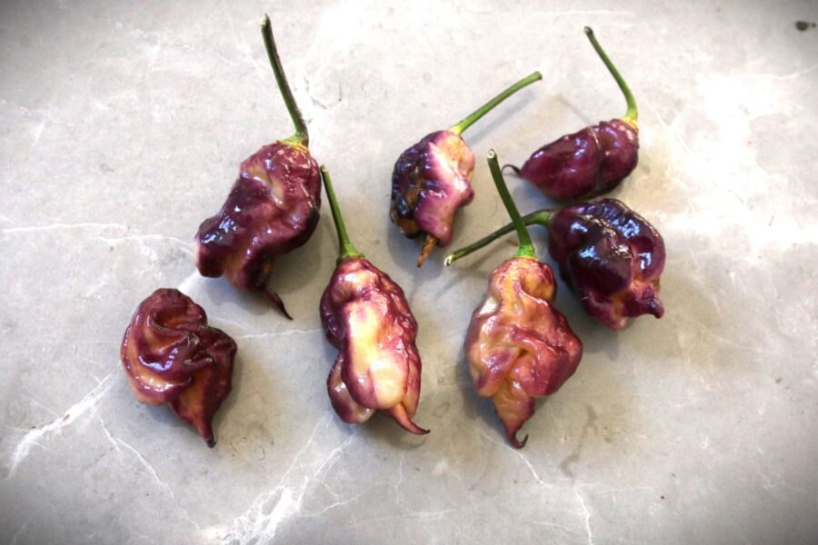 Jay's Pink Purple Ghost Scorpion frön – spektakulär lila-rosa superscorpion med krullad stinger | Svenskodlade frön