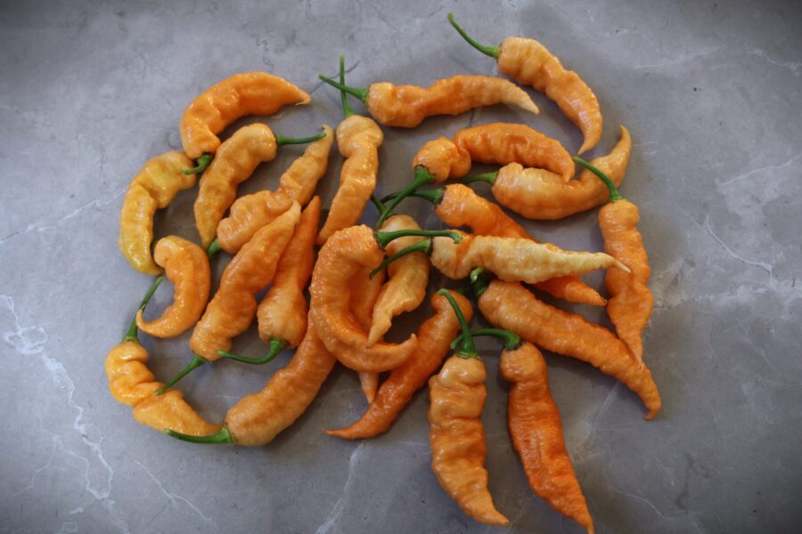 Bhut Jolokia Peach – persikofärgad Ghost Pepper med legendarisk hetta | Svenskodlade frön TummelstaChili