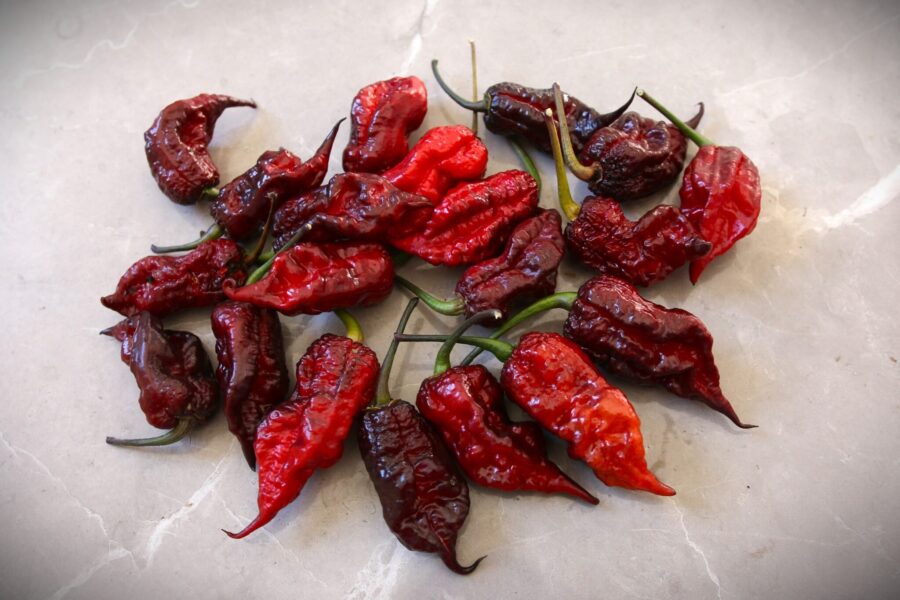 Gator Jigsaw Purple chili – spektakulär lila-svart superhet med skrynklig yta | TummelstaChili