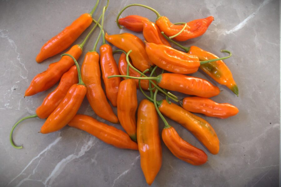 Aji Amarillo chilifrön – peruansk nationalchili med orange-gul färg | TummelstaChili
