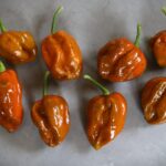 Odla Elysium Oxide Mustard