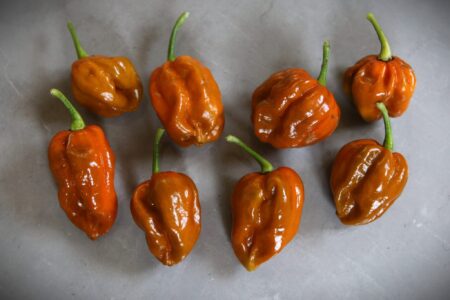 Elysium Oxide Mustard