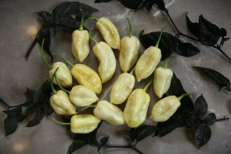 White Moruga