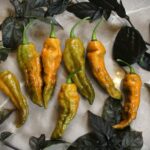 Odla Bhut Jolokia Solid Gold