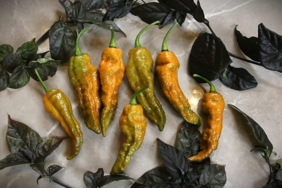Bhut Jolokia Solid Gold – gyllene Ghost Pepper med rynkig yta | TummelstaChili